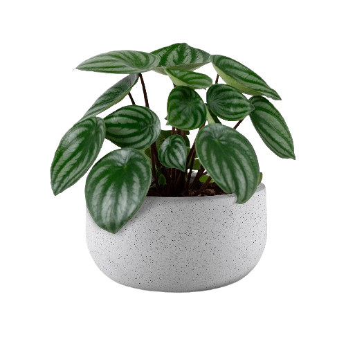 Minimalist floor plan